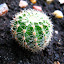 Unknown Cactus 1