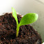 Cornflower