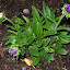 Unknown Snail Repeller 5 (B3a)