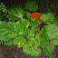 Rhubarb