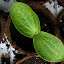Pumpkin 'Atlantic Giant' (A)