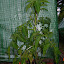 Tomato (Max Bahr) [B6a]