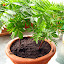 French Marigold (2)