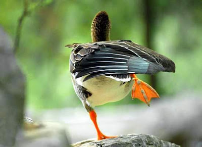beijing zoo