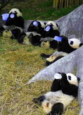 beijing zoo panda