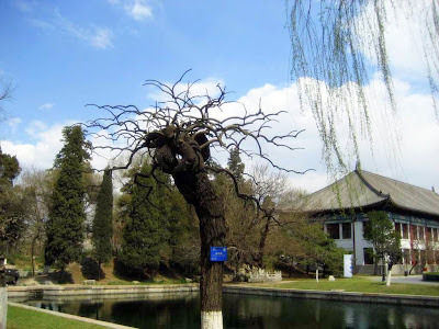 peking-university