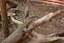rocky zoo