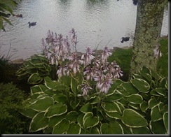Photo0010