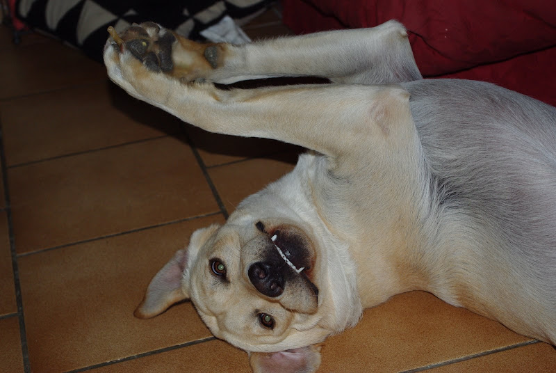 http://lh6.ggpht.com/bricedenice33/SL-z4dtpDYI/AAAAAAAAAB4/C9hklqWuUrI/s800/00009.jpg