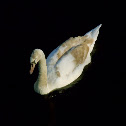 Mute Swan