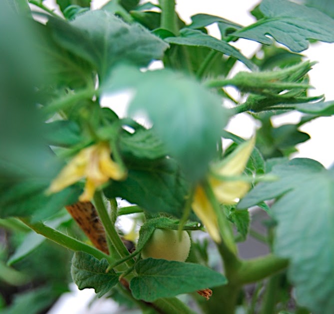 A Tomato Grows in Brooklyn? Phoenix Tomato