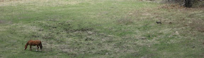 Horse with coyote (right)