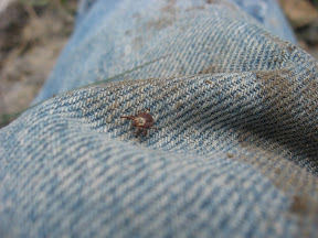 Tick (eeek)