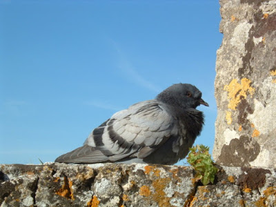 Pombo Palmelão - Pombo no castelo de Palmela Pombo Palmelão - Pombo no castelo de Palmela
