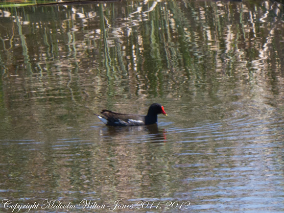 Spotting Image 1