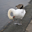 swan