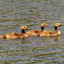 Canada Goose