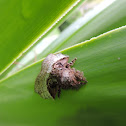 Polilla