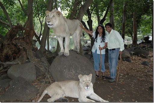 With Lions