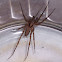Grass Spider