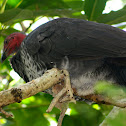 Brush Turkey