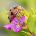 Ladybug