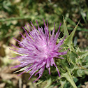 Milk Thistle