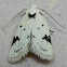 Black-marked Inga Moth