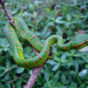 Tropidolaemus wagleri
