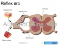 Reflex Arc
