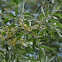 Russian Olive