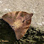 Castniid moth