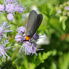 Grapeleaf Skeletonizer