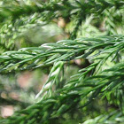 Japanese Cedar