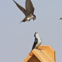 Tree Swallow