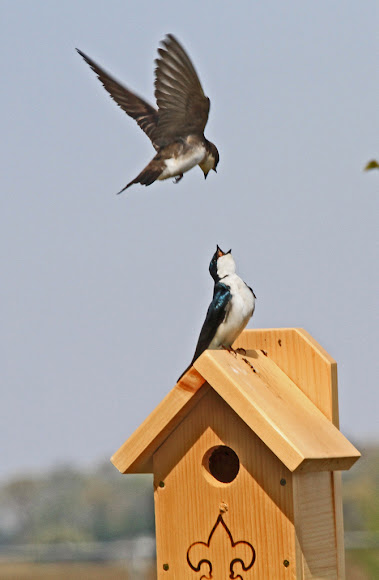 Spotting Image 1