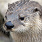 North American River Otter