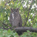 Great Horned Owl