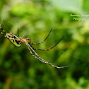 Orchard Spider