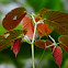 Begonia