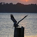 Brown Pelican 