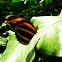 Banded Orange Heliconian, Banded Orange, or Orange Tiger