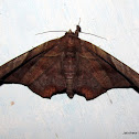 Noctuidae