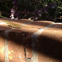Carolina Anole