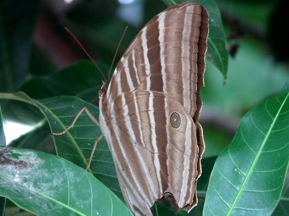 Spotting Image 1