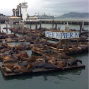 Sea lions and seals