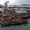 Sea lions and seals