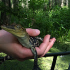 American alligator (juvenile)