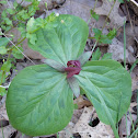 Trillium