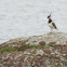 Northern Lapwing
